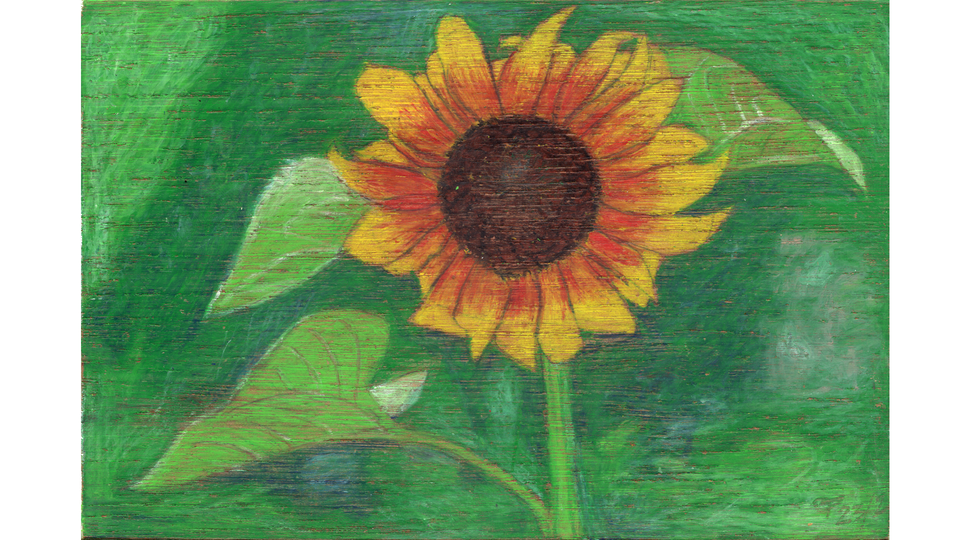 Sonnenblume